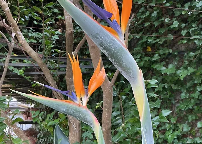 بيت للعطل Casa Zerotin فونشال